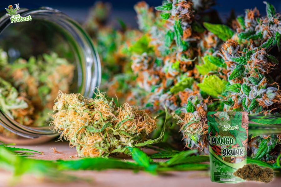 Mango Skunk CBD-Blüte: die ideale Wahl für Einsteiger?